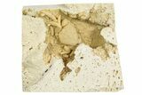 Fossil Crab (Potamon) Preserved in Travertine - Turkey #350884-2